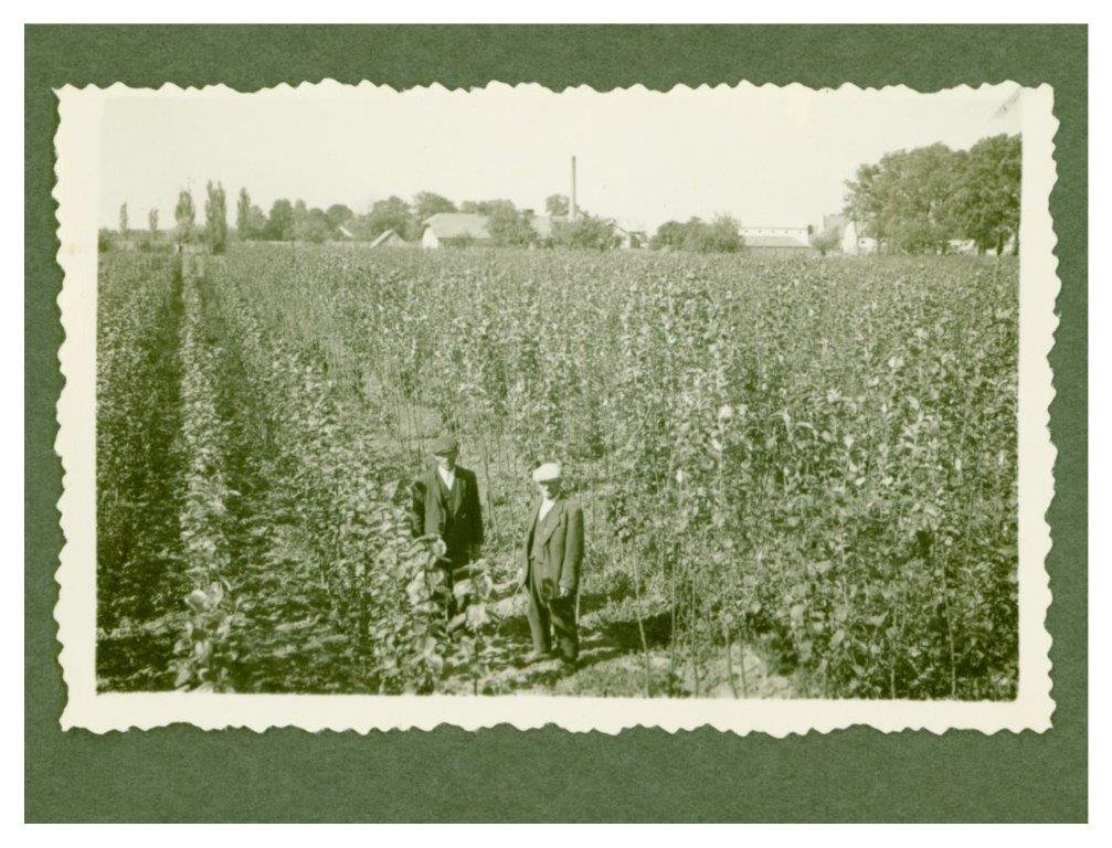 5.	Charzewice, szkółka drzewek owocowych, 1949, fot. ze zbiorów Andrzeja Głogowskiego, Muzeum Regionalne w Stalowej Woli